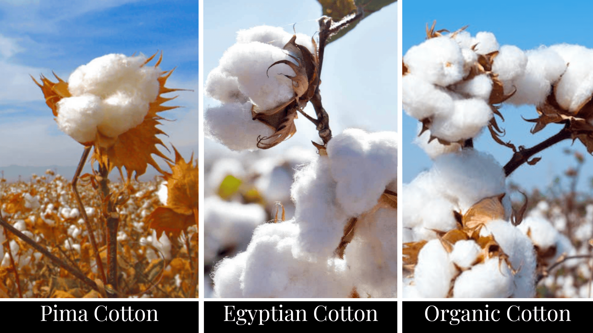 Cotton Showdown- Pima vs Egyptian vs Organic