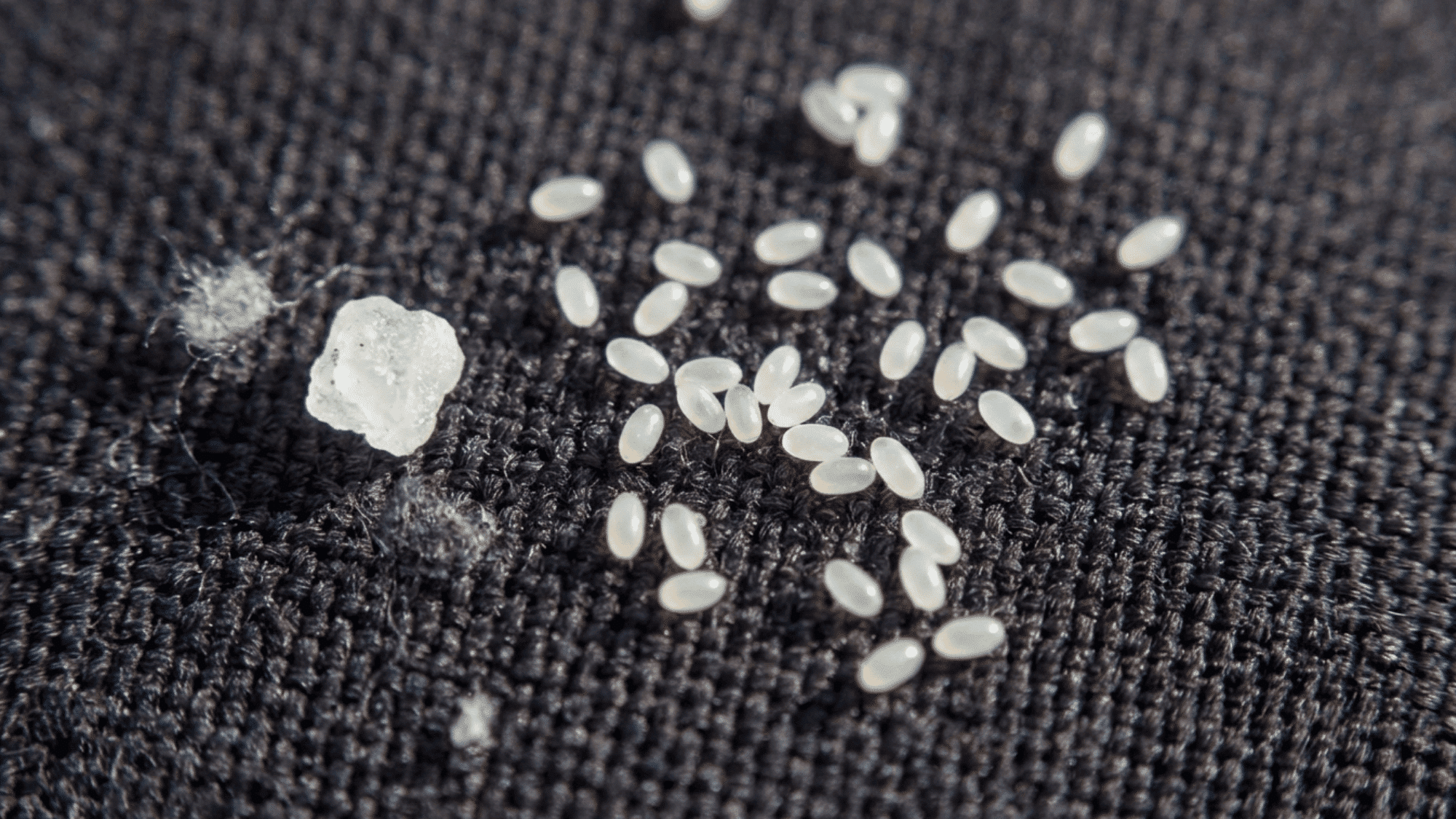 A macro photograph showing dozens of tiny, pearl-white, oval-shaped flea eggs scattered on a textured dark gray fabric.