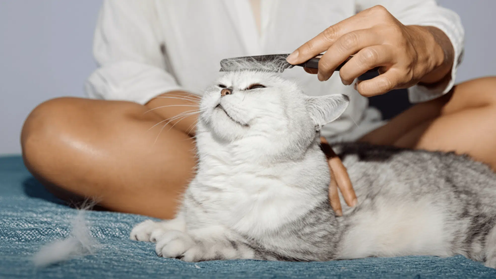 A person sitting on a blue bed using a fine-toothed flea comb to groom a content grey cat.