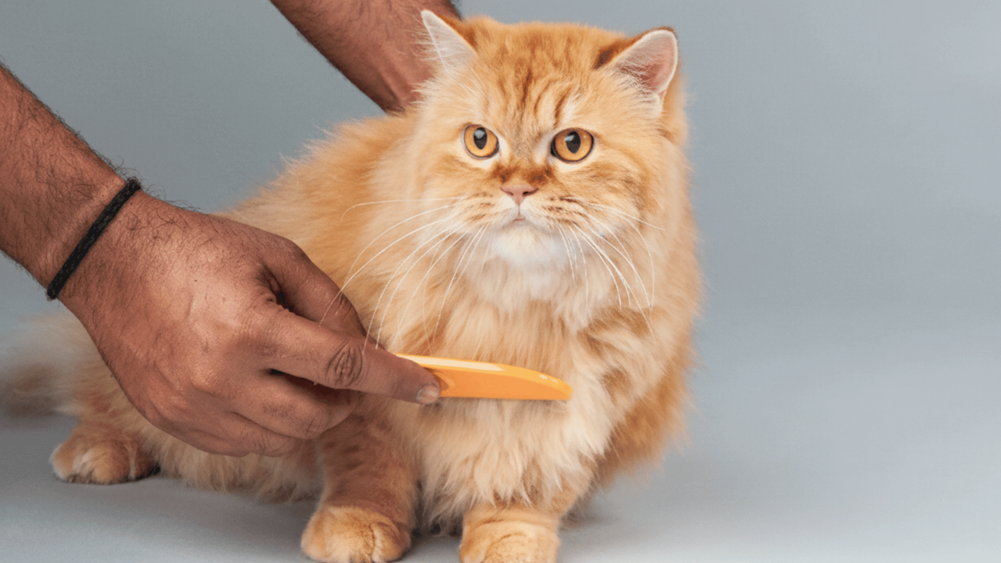 A person using an orange flea comb to groom a fluffy ginger cat against a grey background.