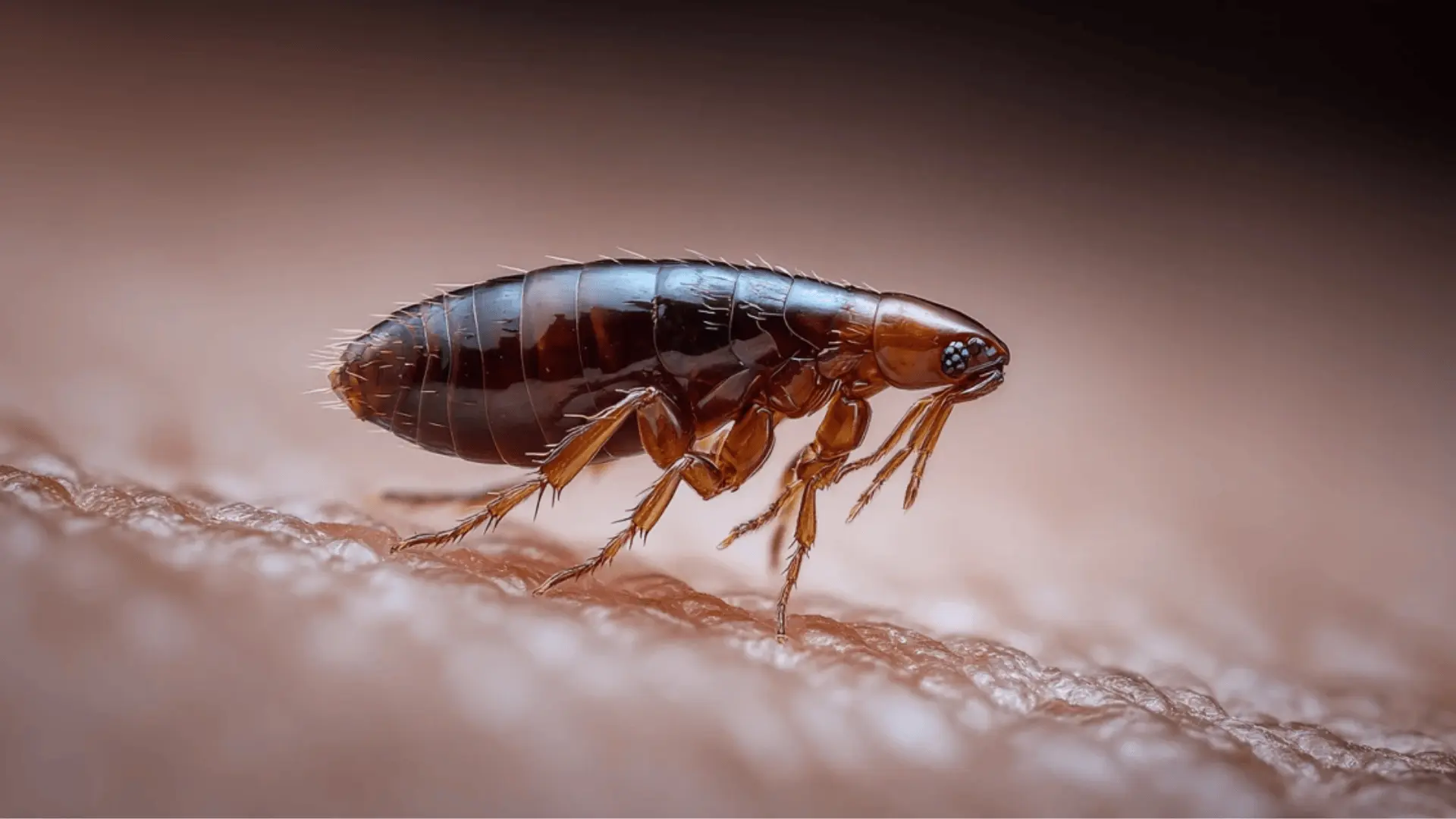 A close-up macro image of a brown flea standing on human skin with visible texture.