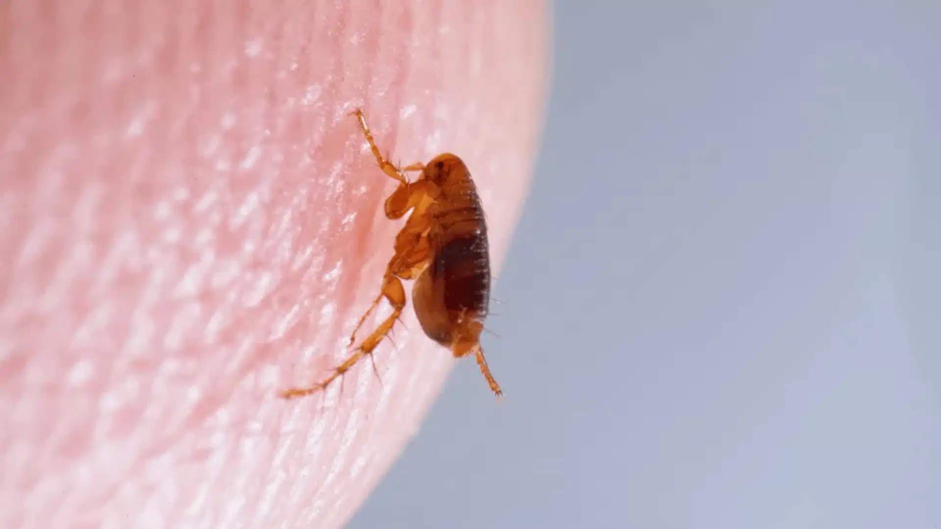 Close-up of a flea crawling on skin, showcasing its flattened body and tiny legs.