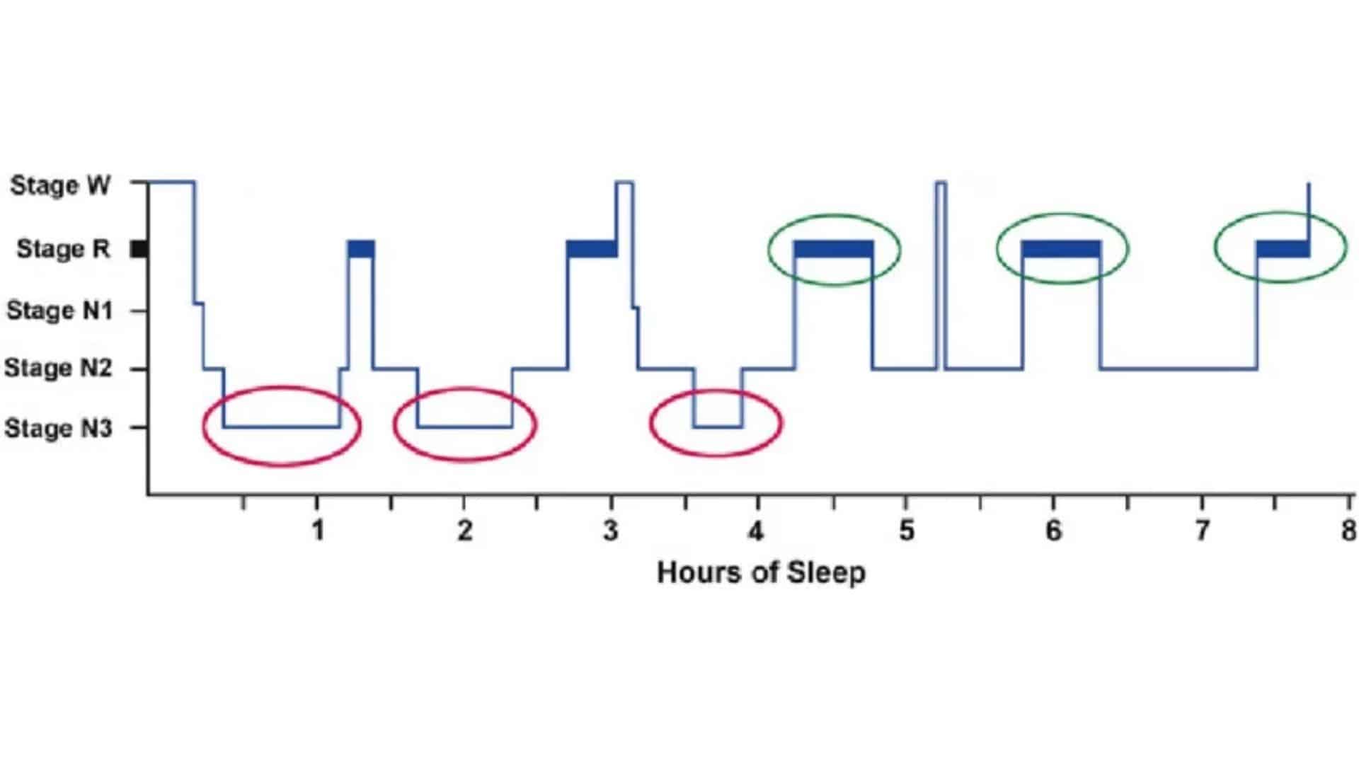 Graph showing the sleep cycle stages (Wake, REM, N1, N2, N3) over 8 hours with key periods highlighted.