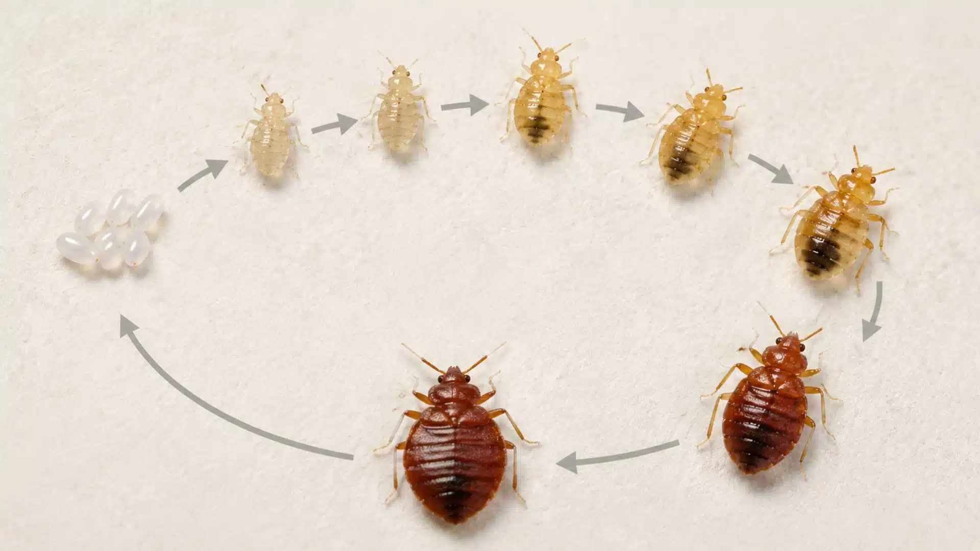 Bed bug life cycle from eggs to adult stages infographic