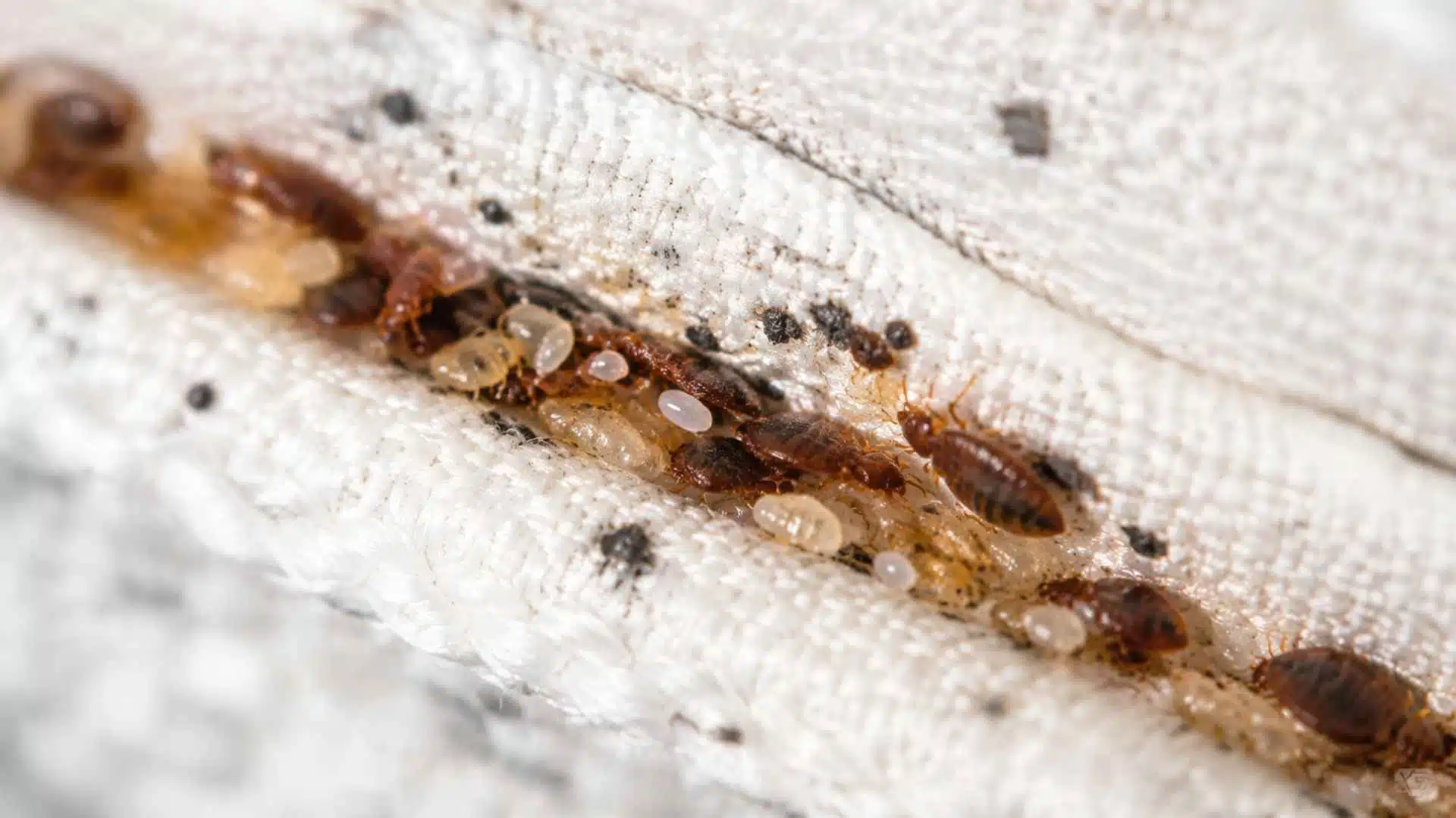 Baby bed bugs