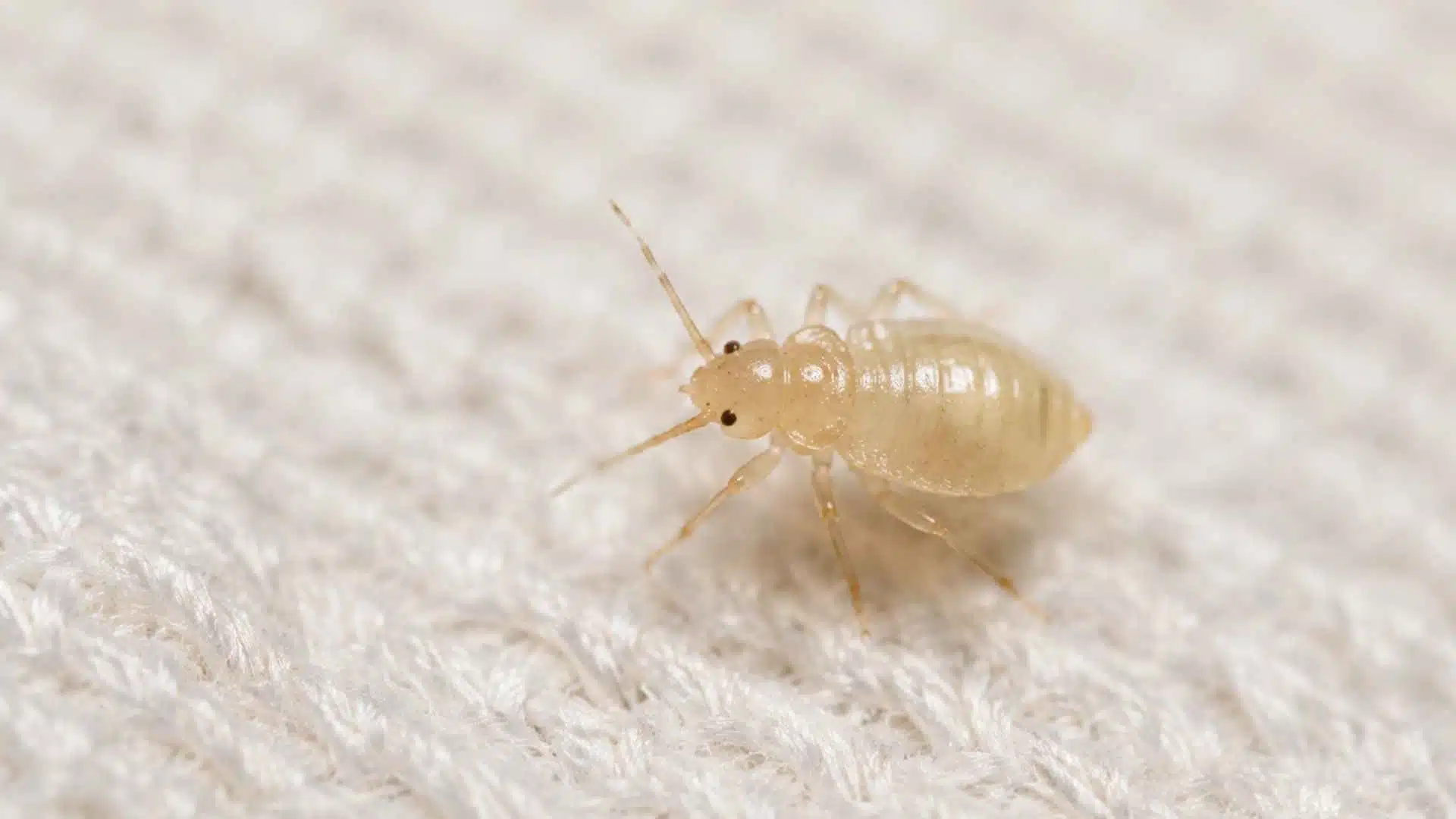 Baby bed bug nymph close up macro on fabric mattress